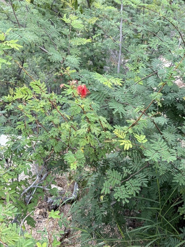 Calliandra observed 2026-10-25