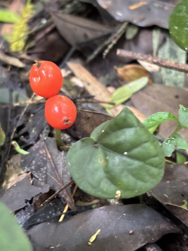 Geophila repens observed 2026-10-25