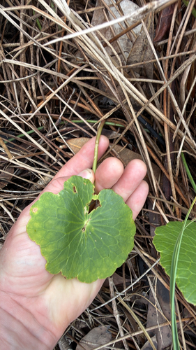 Hydrocotyle bonariensis observed 2026-10-26