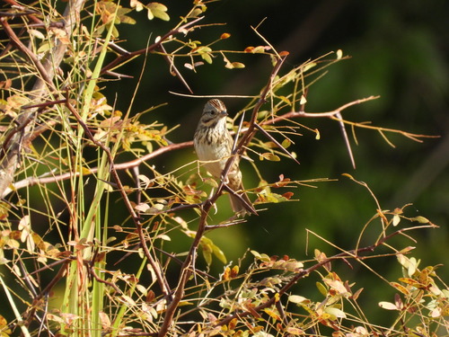 Lincoln's Sparrow