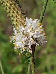Dalea phleoides