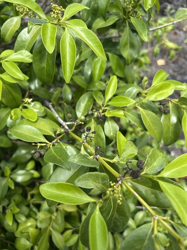 Psydrax odoratus observed 2026-09-17