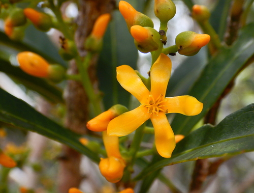 Hugonia observed 2026-10-25