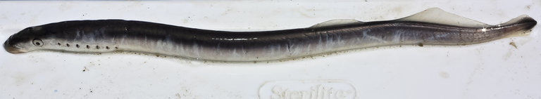 Pacific Lamprey (Animals of the Lower Mainland) · iNaturalist