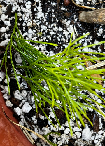 Psilotum nudum observed 2026-10-25