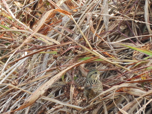 Lincoln's Sparrow