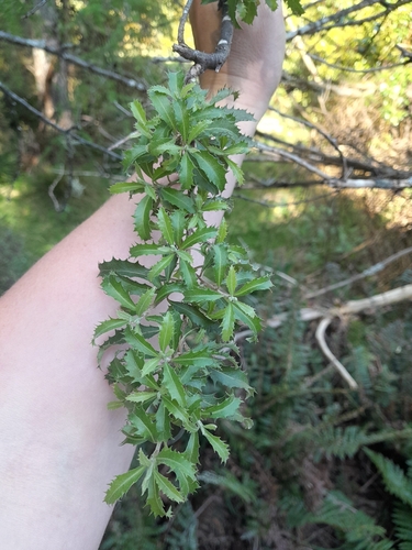 Hoheria angustifolia observed 2026-10-25