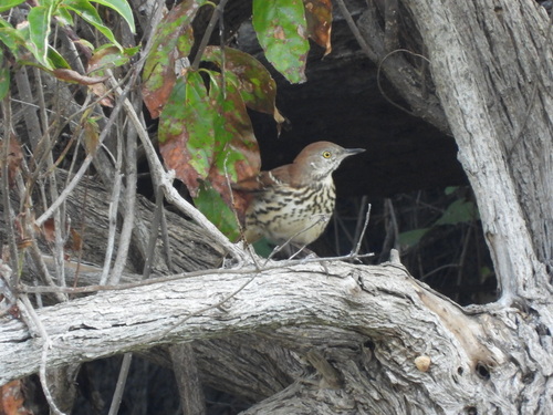 Brown Thrasher