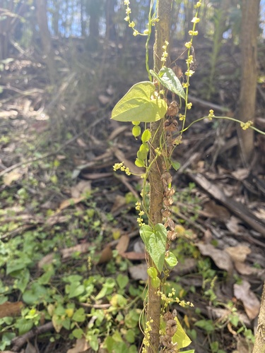 Dioscorea observed 2026-10-25