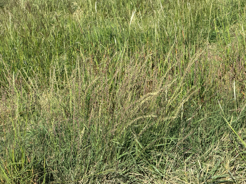 sideoats grama