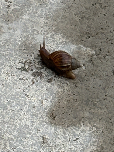 Achatina fulica observed 2026-10-26