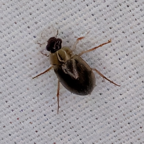 Berosus miles