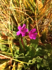 Primula deorum