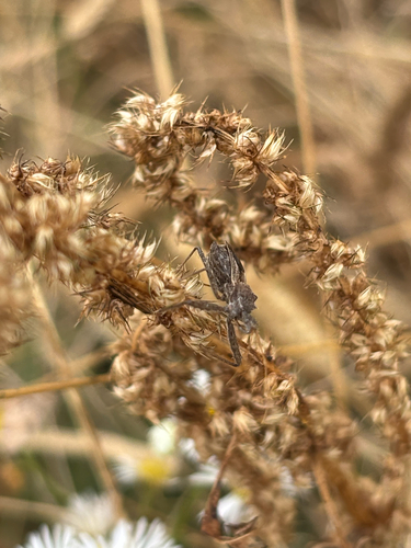 Spined Assassin Bug