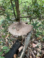 Macrolepiota bonaerensis