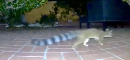 Ringtail