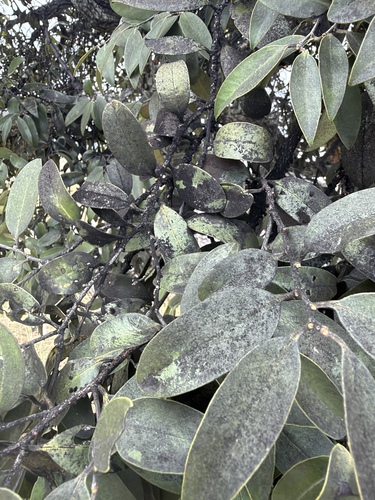 Diospyros sandwicensis observed 2026-10-01