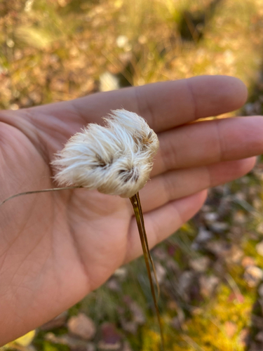 Eriophorum observed 2026-10-24