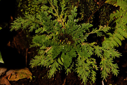 Selaginella pallescens observed 2026-10-24