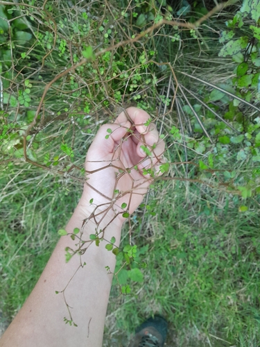 Sophora microphylla observed 2026-10-25