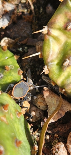 Cactus Coreid Bug