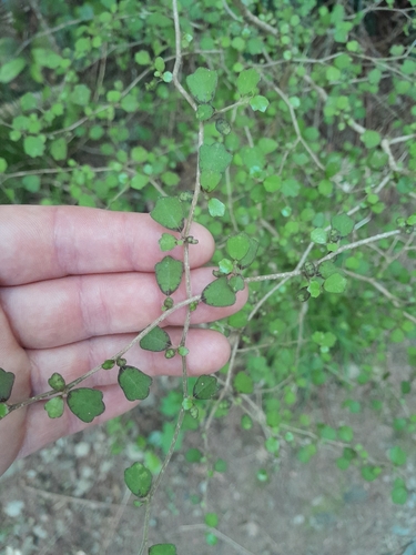 Pennantia corymbosa observed 2026-10-25