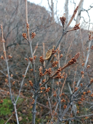 Shepherdia canadensis observed 2026-10-25