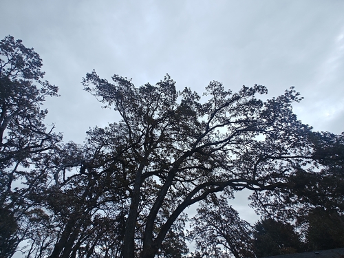 Quercus garryana observed 2026-10-25