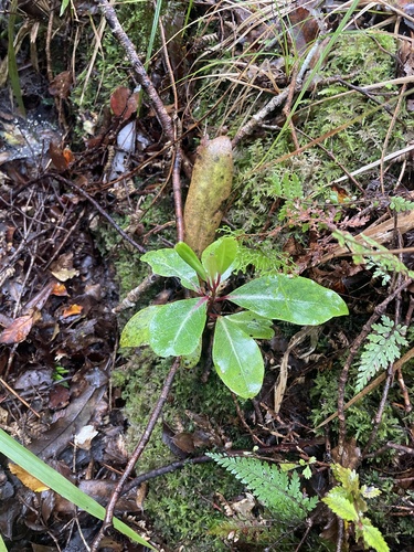 Pseudowintera, 2026-10-25