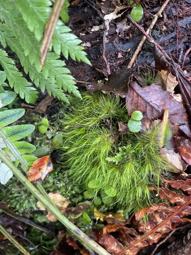 Dicranoloma menziesii observed 2026-10-25