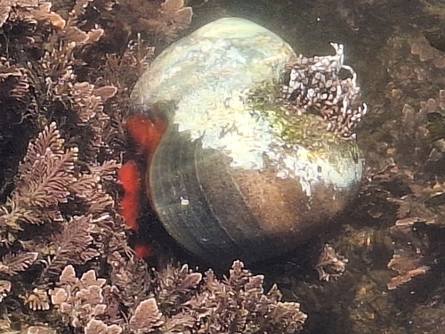 Norrisia norrisii, 2026-10-25