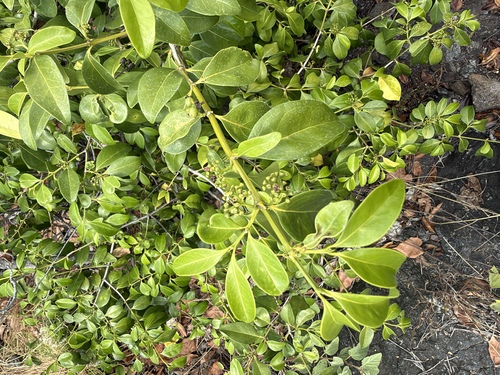 Ixora, 2026-10-01