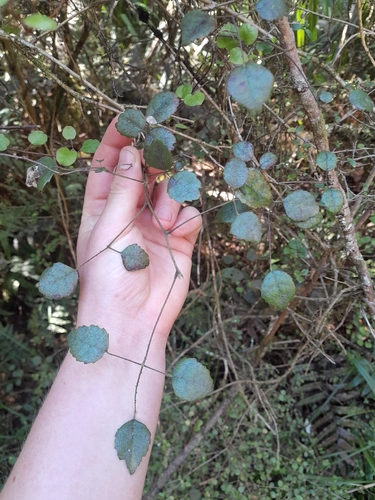 Rubus australis observed 2026-10-25
