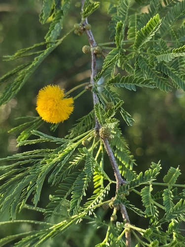 Vachellia farnesiana observed 2026-10-25