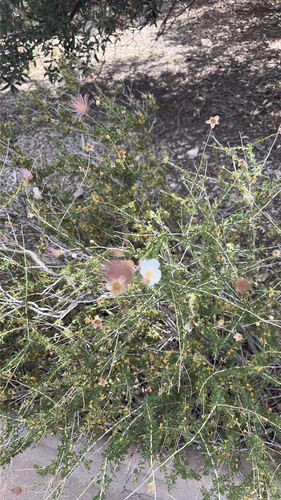 Apache plume