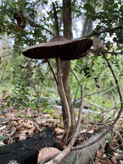 Macrolepiota bonaerensis