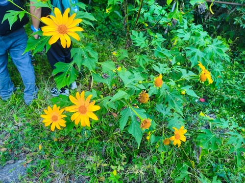 Tithonia diversifolia observed 2026-10-25