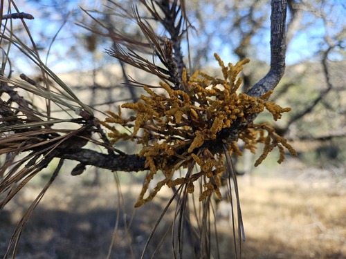Arceuthobium campylopodum, 2026-10-24