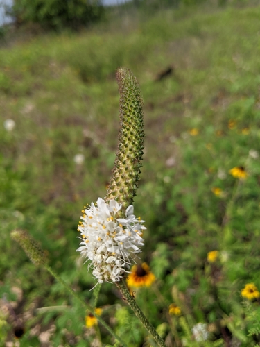 Image of Dalea phleoides by (c) Alison Northup, some rights reserved (CC BY)