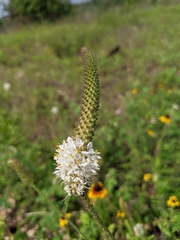 Dalea phleoides
