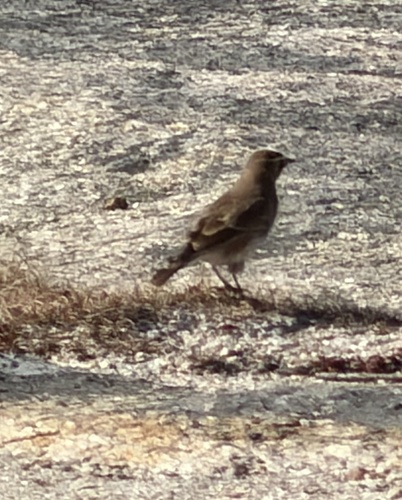 Horned Lark