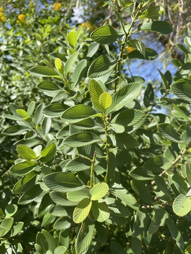 Coyotillo