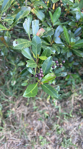 Rhaphiolepis indica observed 2026-10-25