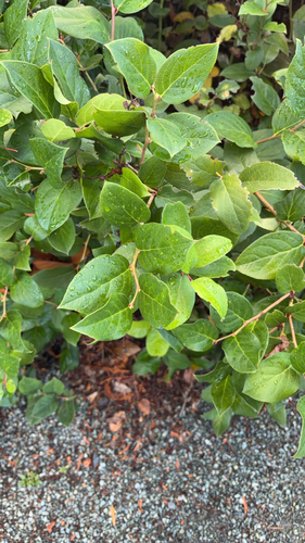 Gaultheria shallon observed 2026-10-25