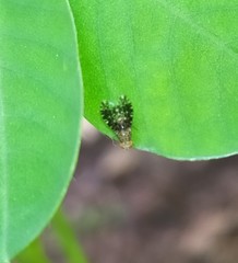 Homoneura trypetoptera