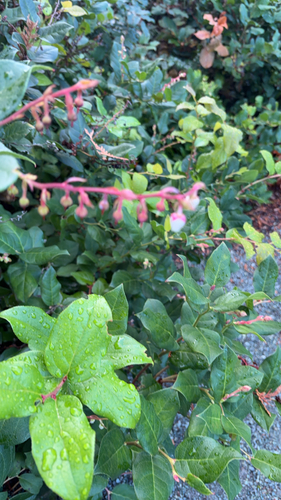 Gaultheria shallon observed 2026-10-25