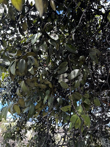 Diospyros sandwicensis observed 2026-10-08