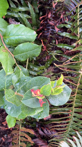 Gaultheria shallon observed 2026-10-25