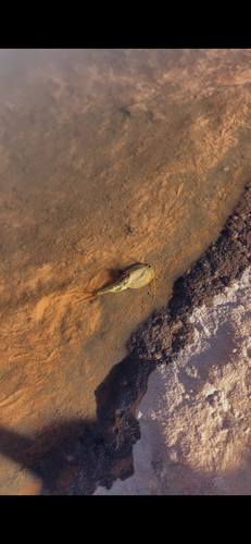 Longtail Tadpole Shrimp