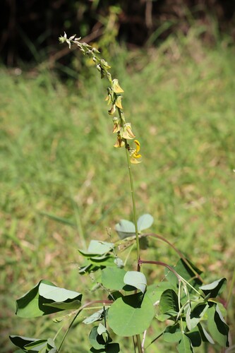 Crotalaria pallida observed 2026-10-24